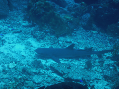 Komodo National Park