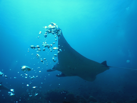 Komodo National Park
