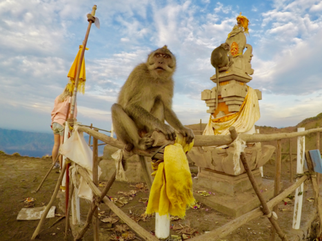 Rondreis Bali & Lombok - The Mount Batur Monkey