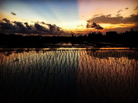 Bali - Ricefields of canggu