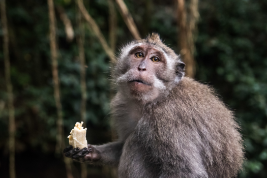 Bali - Monkey business