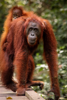 Kalimantan - Bijzondere, onvergetelijke ontmoeting diep in de jungle van Kalimantan.