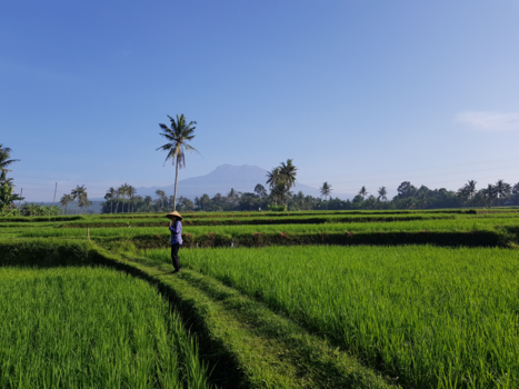 Java - Uitzicht bij de plantage