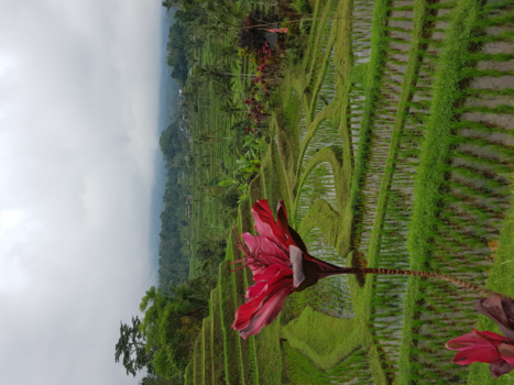 Bali - Relax in bali