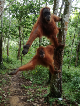 Rondreis Indonesië in vier weken - Groots en vertederend