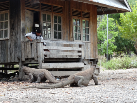 Komodo - Etenstijd voor de komodovaranen