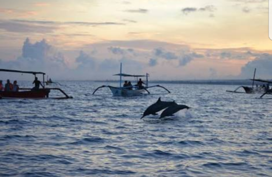 Bali - Dolfijnen spotten