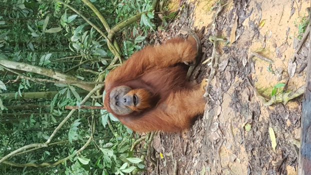 Sumatra - Verbaasd kijkende wilde orang-oetang @ jungle gungung leuser national park
