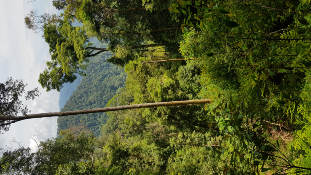 Sumatra - Uitzicht leuser park