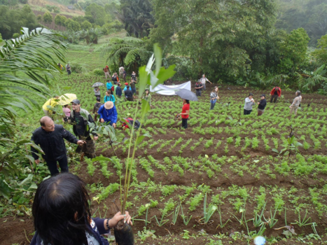 Sulawesi - Aanplant van suikerpalmen tegen ontbossing