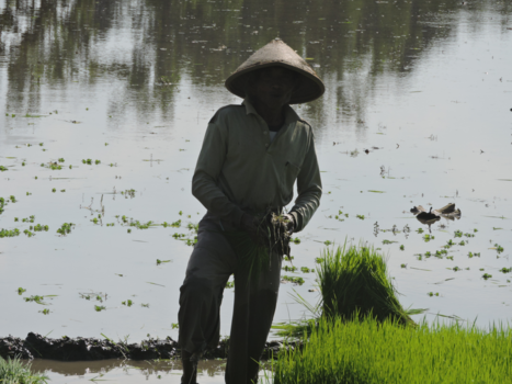 Karimunjawa Marine National Park - Rijstvelden in Yogyakarta.