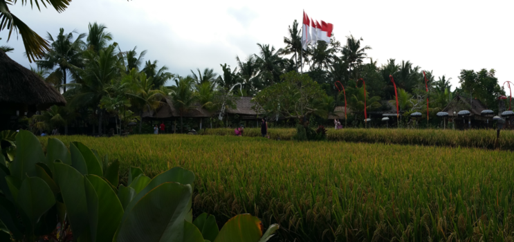 Rondreis Bali & Lombok - sawah in BALI