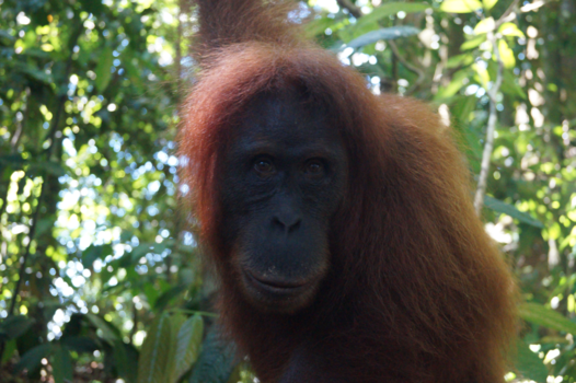 Sumatra - Wildlife | Oog in oog