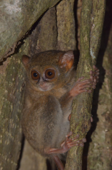 Sulawesi - Spookdiertje