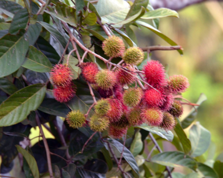 Sulawesi - Rambutan