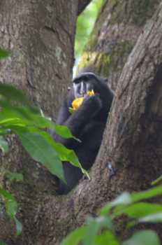 Sulawesi - Makaak met mango