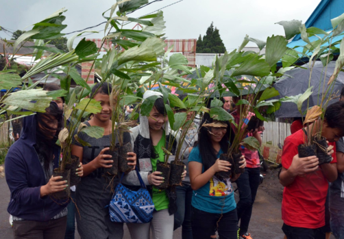 Sulawesi - Aanplant suikerpalmen, Project Willie Smits met plaatselijke bevolking