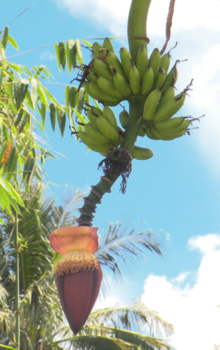 Sulawesi - Bananenboom in bloei