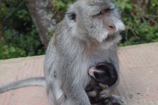 Rondreis Bali & Java - Moederaap met baby, Bali