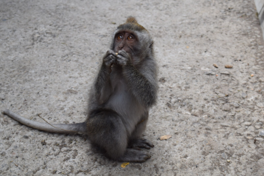 Rondreis Bali & Java - Aap