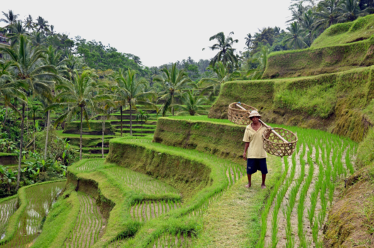 Bali - Green fields of Tegalalang