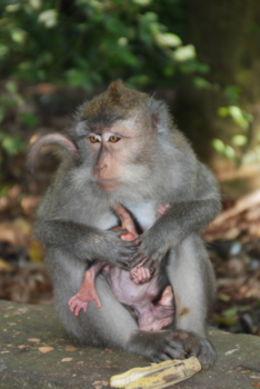 Bali - Monkey upside down