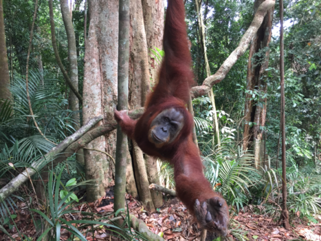 Sumatra - Hello Mina @ Gunung Leuser National Park