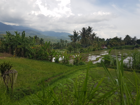 Bali - Rijstvelden x 20
