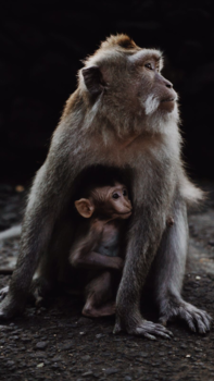 Ubud - Nergens veiliger dan bij moeders