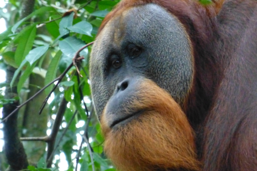 Rondreis Sumatra - Urang Utang male