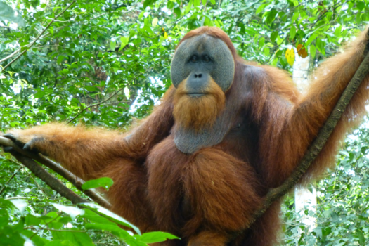 Rondreis Sumatra - Urang Utang male