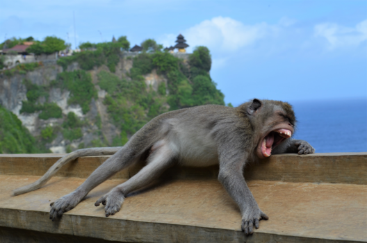 Rondreis Bali & Lombok - When your boyfriend gets tired of you making pictures all the time..