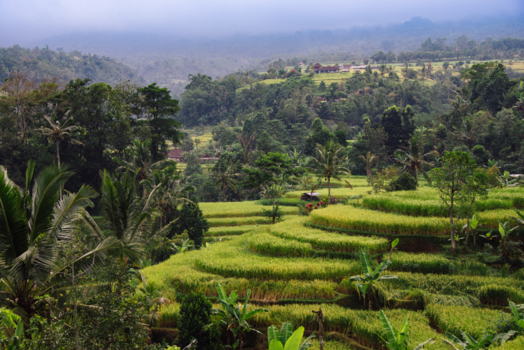 Bali - Jatiluwih Rijstvelden