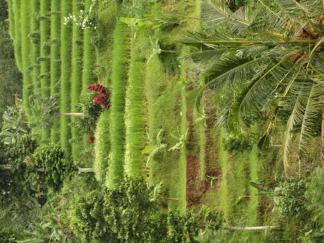 Rondreis Bali & Lombok - beautifull Bali laat het zo mooi en groen blijven