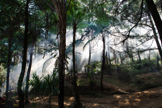 Java - Hike in the jungle