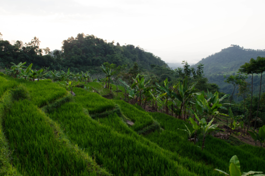 Java - Rice fields