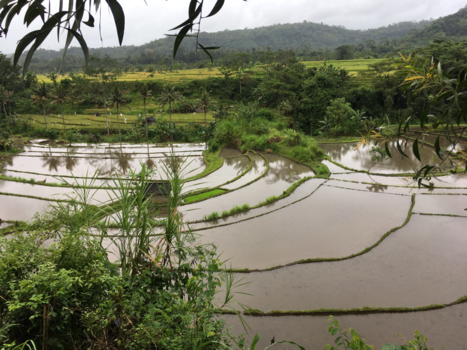 Bali - Bali, het groene paradijs. “Hundred shades of green”