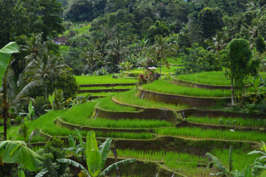Bali - Rijstvelden
