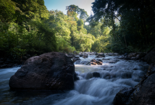 Gunung Leuser National Park - Jungle River