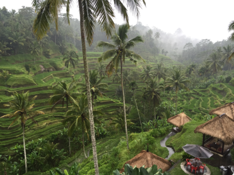 Ubud - The Rice fields of Ubud