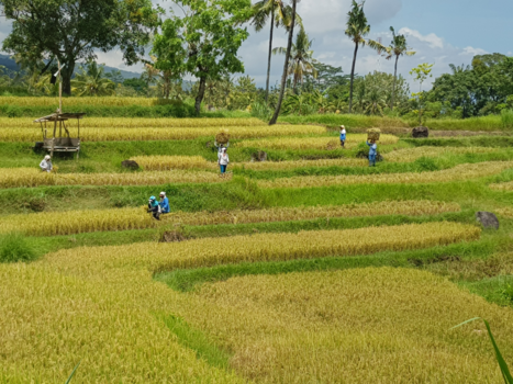 Bali - Harde werkers op de rijstvelden in Buleleng.