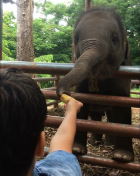 Bali - Geen olifantenritjes voor ons.