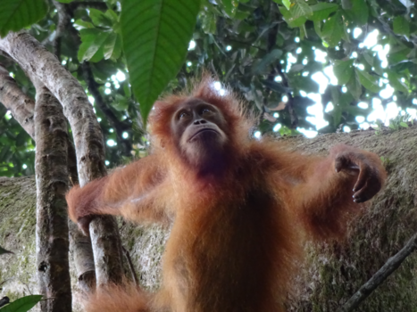 Sumatra - Baby orang oetang in de jungle bij Bukit Lawang (Sumatra)