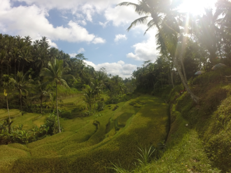 Bali - Nieuwe wereld ging voor ons open, nieuwe ervaring tussen de rijstvelden Tegallalang.
