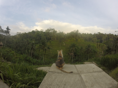 Bali - Kat geniet van het uitzicht, rijstveld Tegallalang