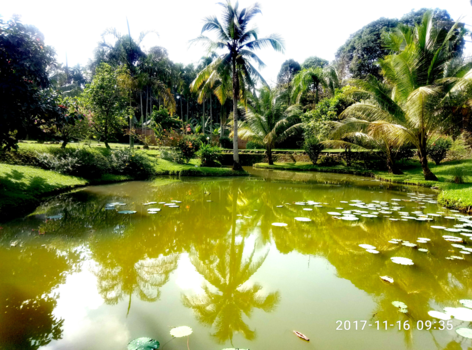 Medan - Morning Glory at Deli River Garden