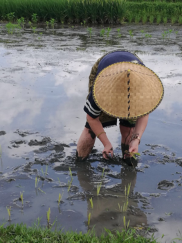 Bali - “Gastarbeider” ;)