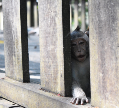 Ubud - Monkey Forest