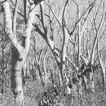 Lombok - Hutan jati jero waru lombok timur