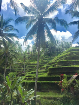 Rondreis Bali, Java & Lombok - Ricefield